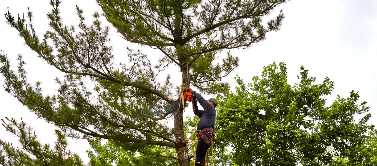 Bringing New Life to Your Trees